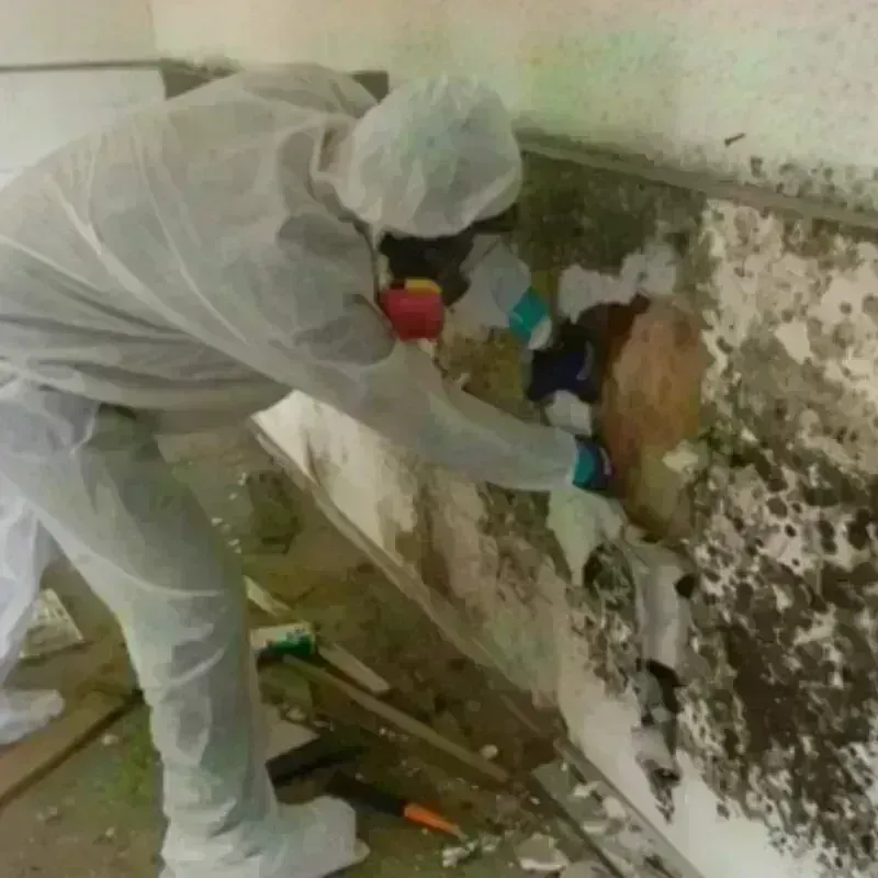 Mold Remediation and Removal in Waynesboro, VA